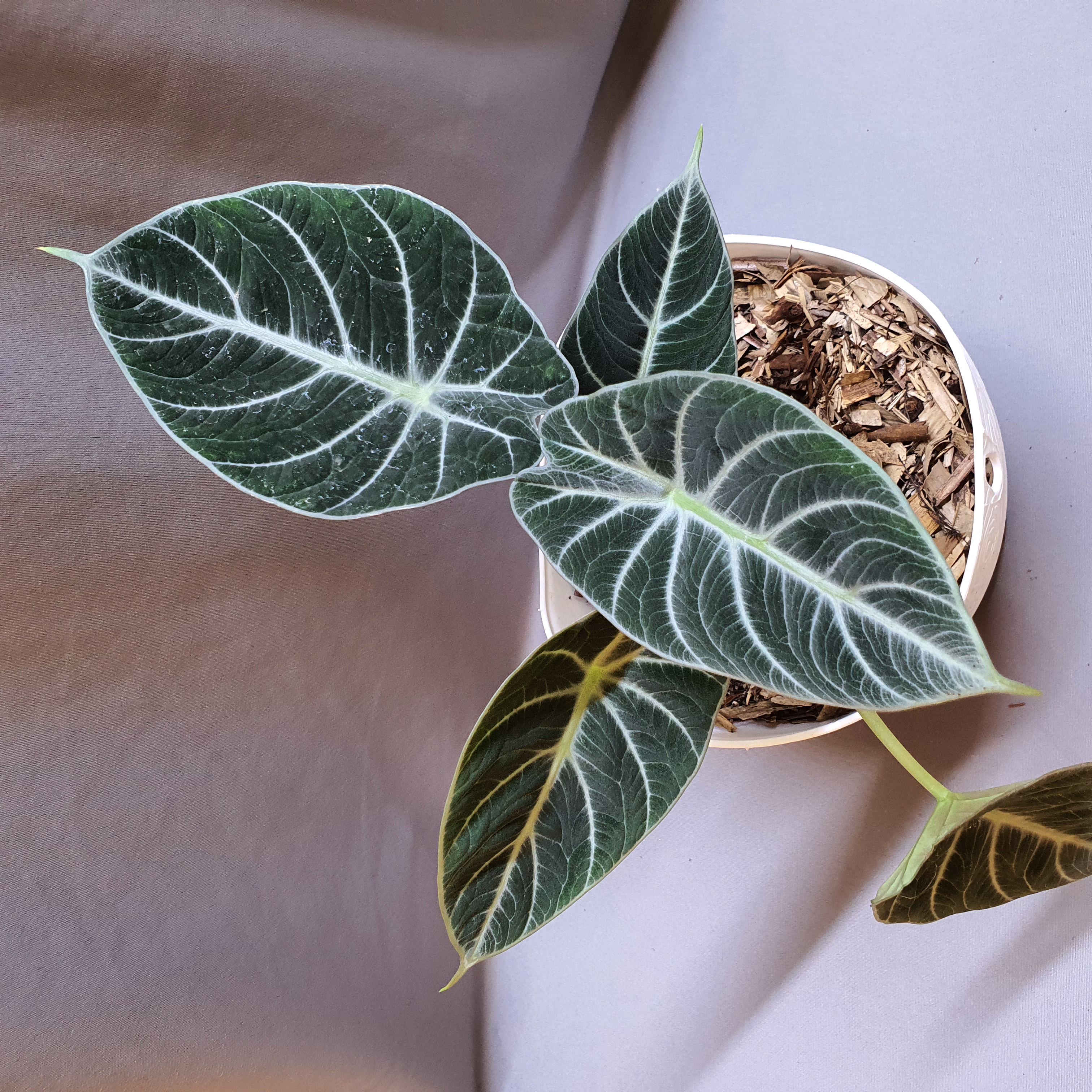 Alocasia black velvet