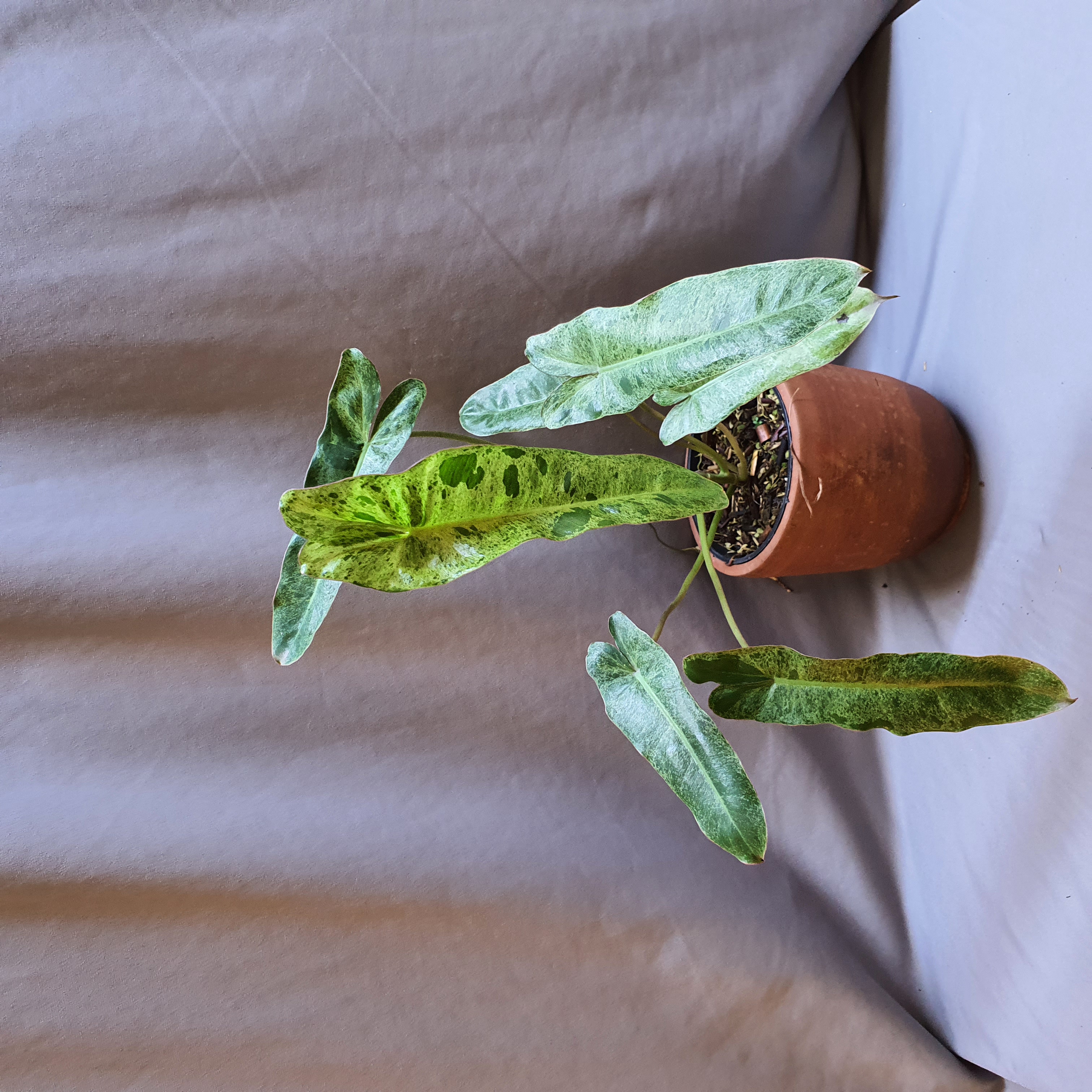 Philodendron green paradise