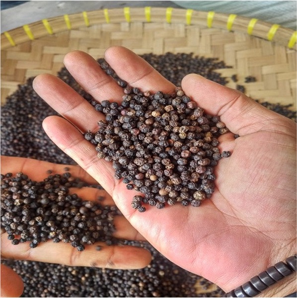 Black Pepper Indonesia - High Quality