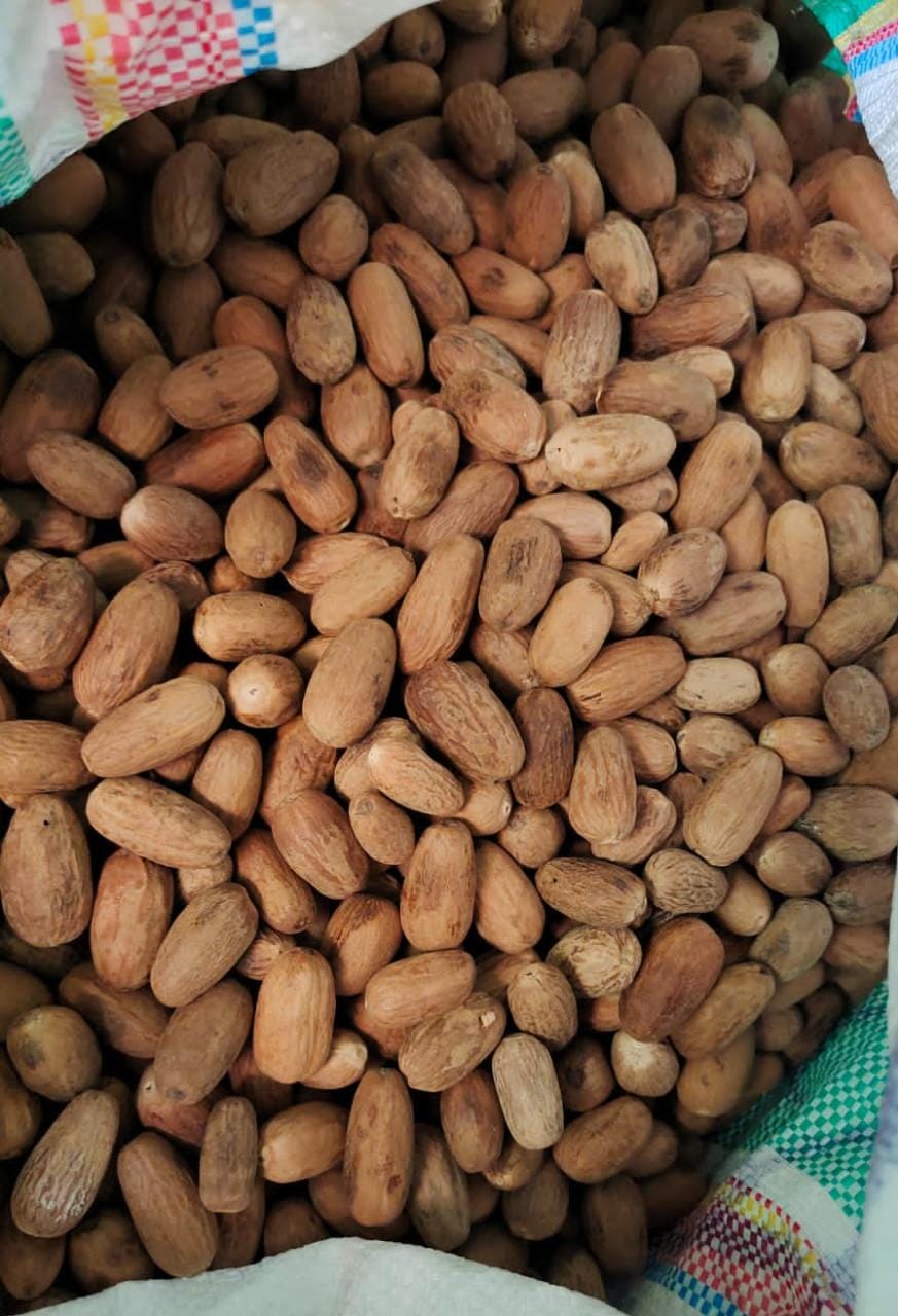 oval peeled nutmeg