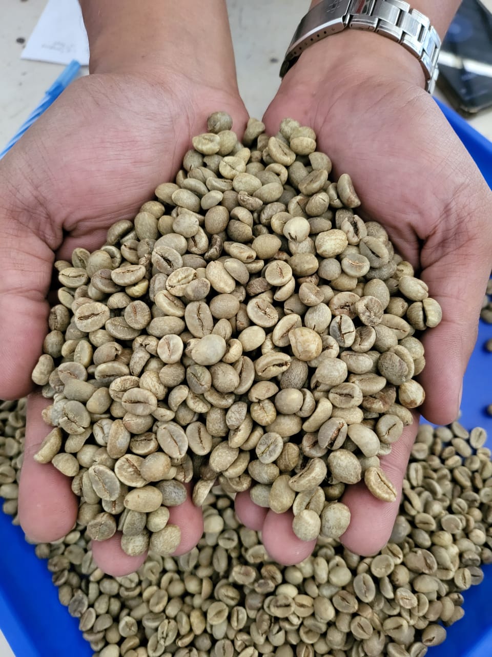 STURDY COFFEE BEAN