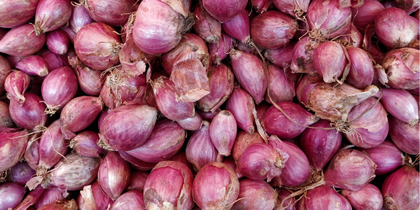 Shallot
