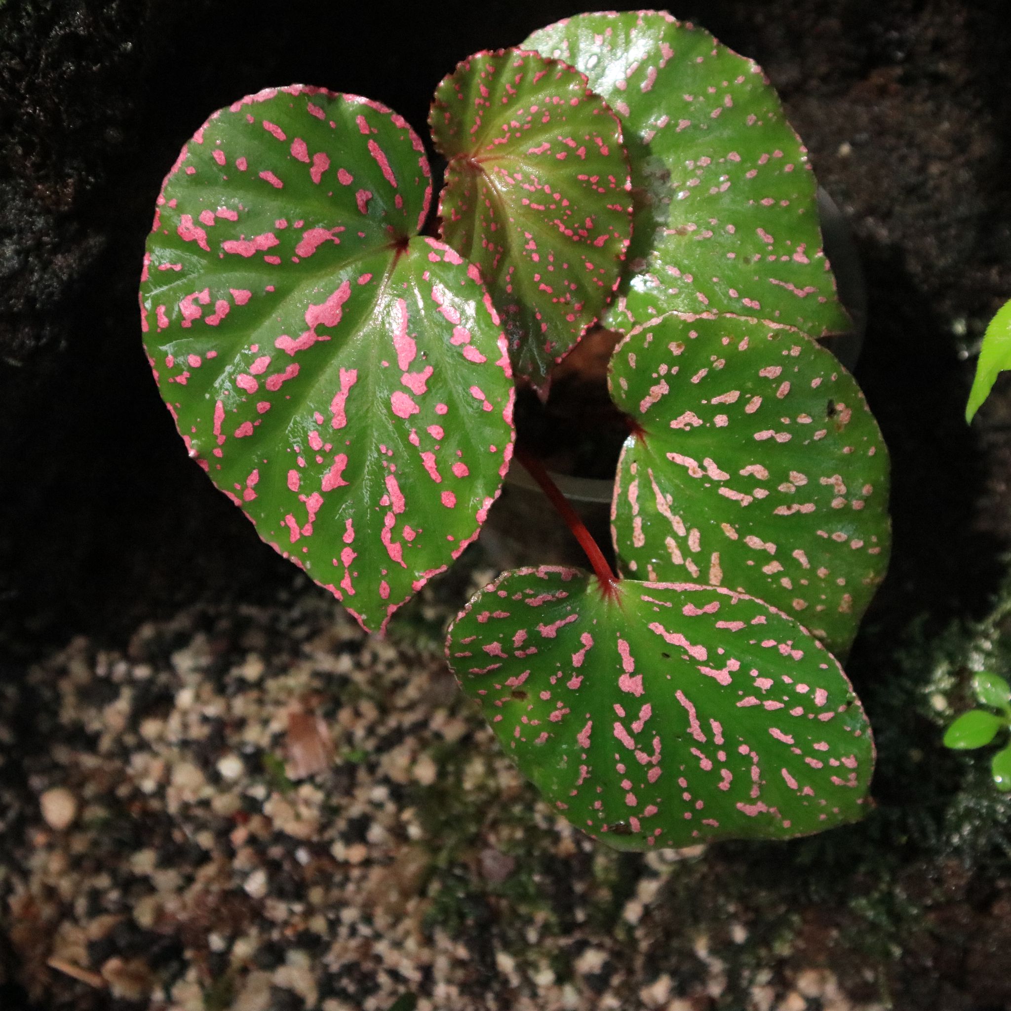Begonia Roseopunctata