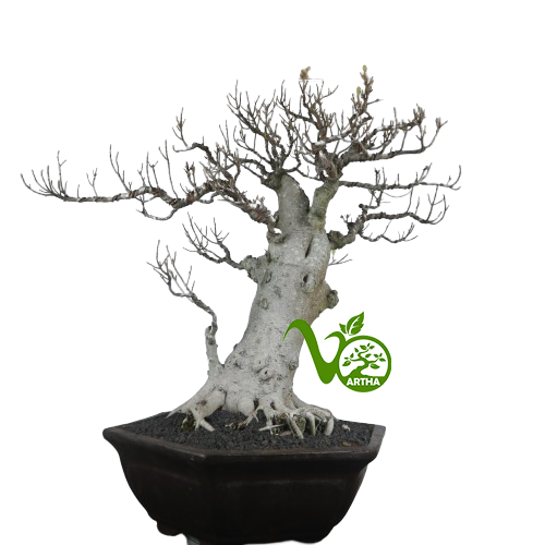 Bonsai Kimeng (Ficus Microcarpa)