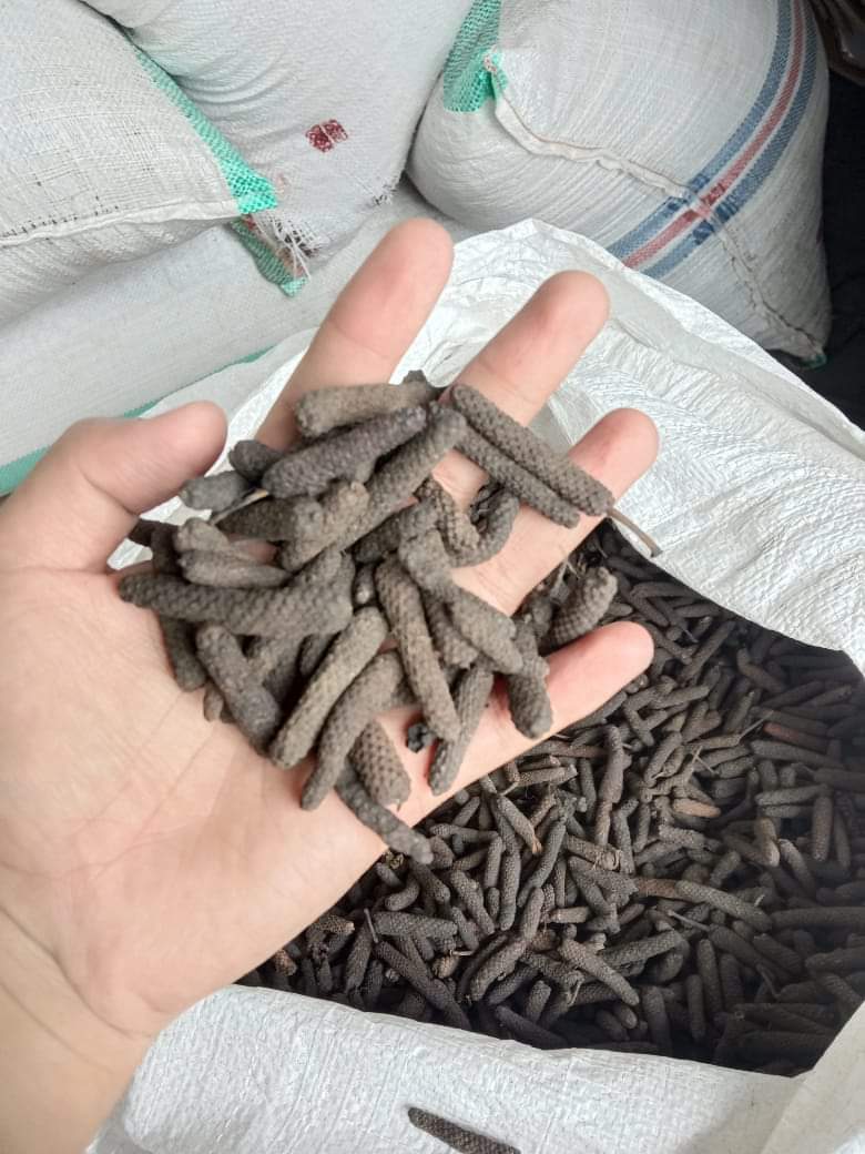 Long Pepper