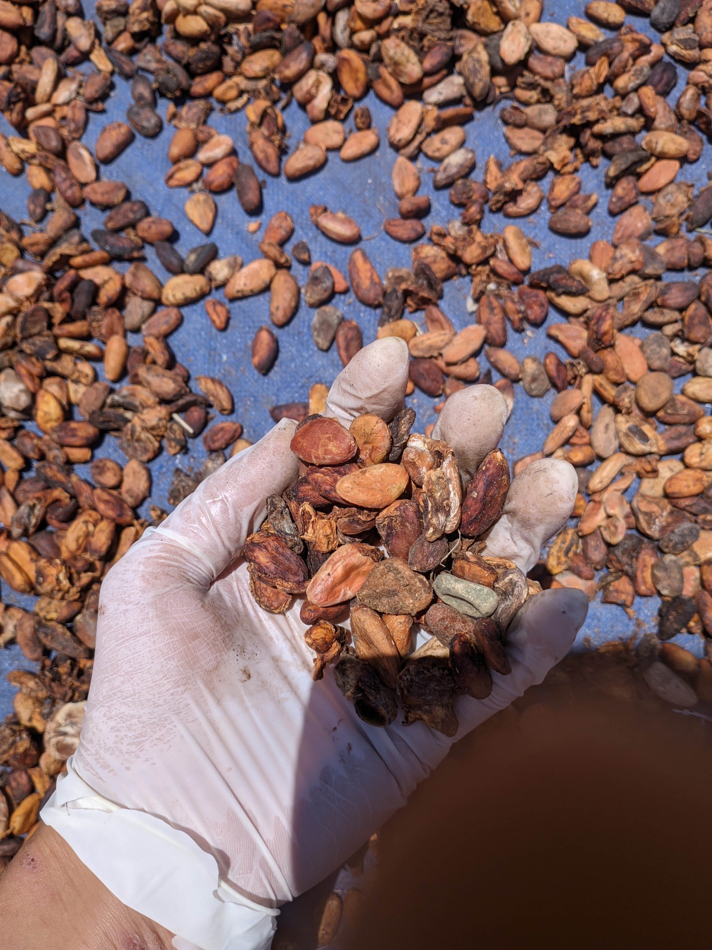 Cocoa Beans