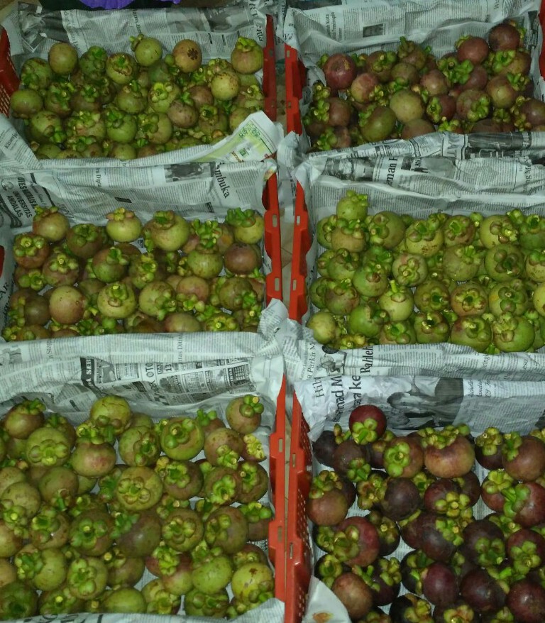 manggis / mangosteen / garcinia mangostana. L