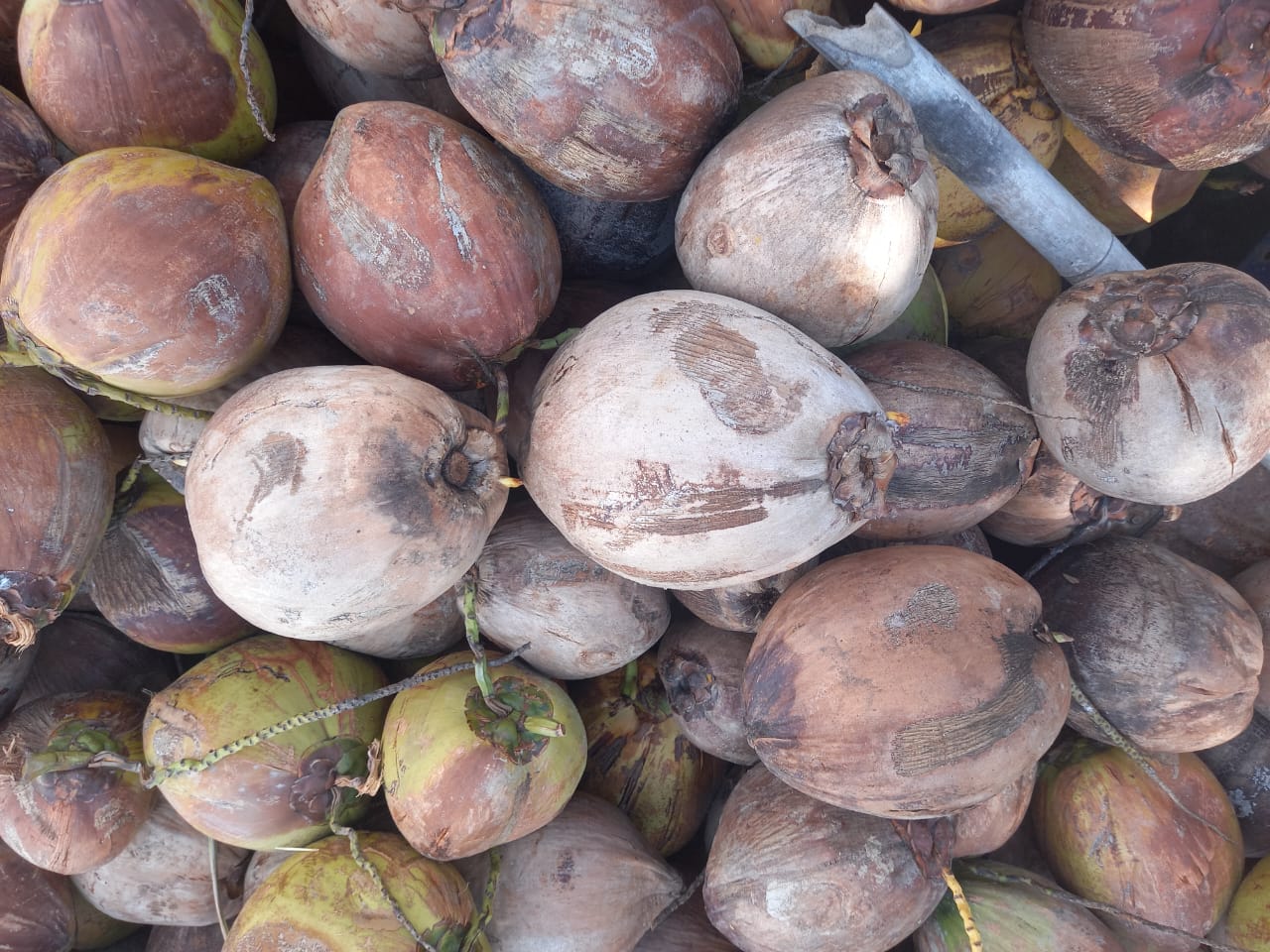 Coconut