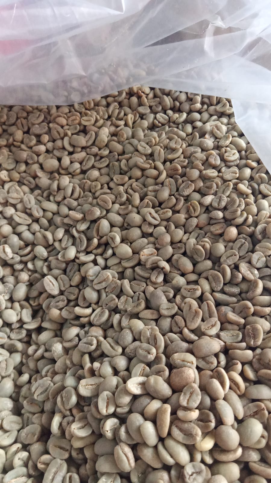 wild luwak coffee