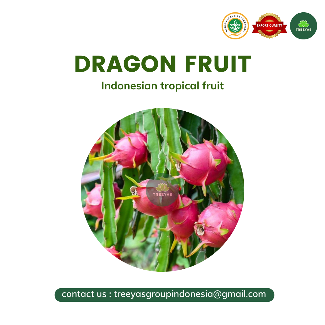dragon fruit indonesia