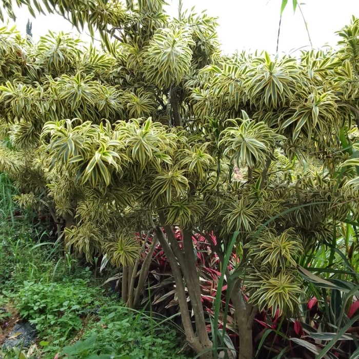 Dracaena reflexa - Song of India