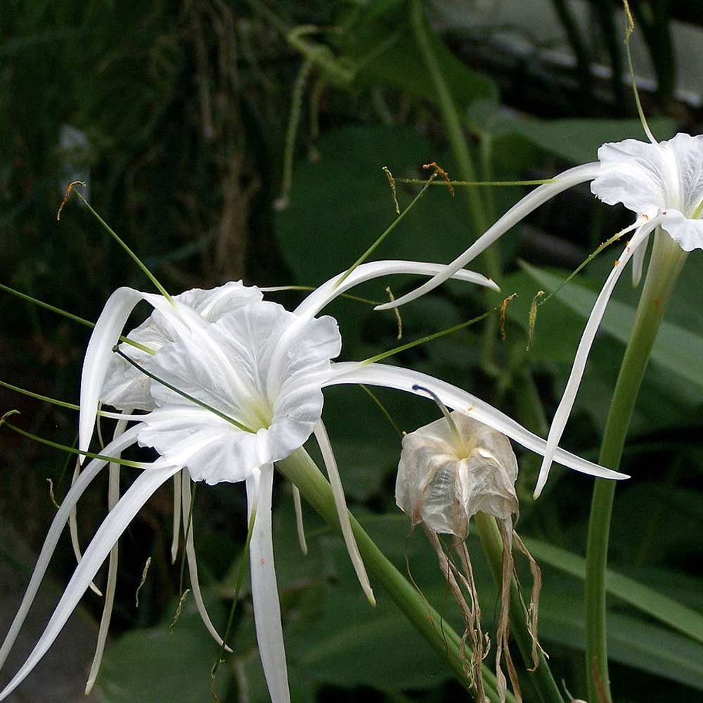 Hymenocallis beautiful