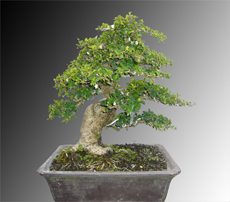 Carmona Bonsai – Varied Sizes & Ages