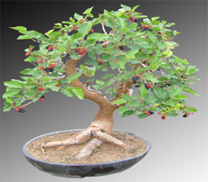 Morus Bonsai (Wholesale)