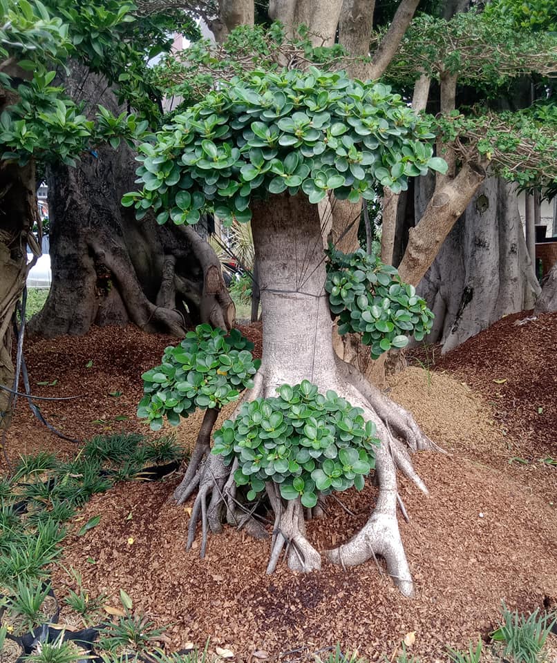 Ficus micropana (Ficus micropana var. caruscifolia)