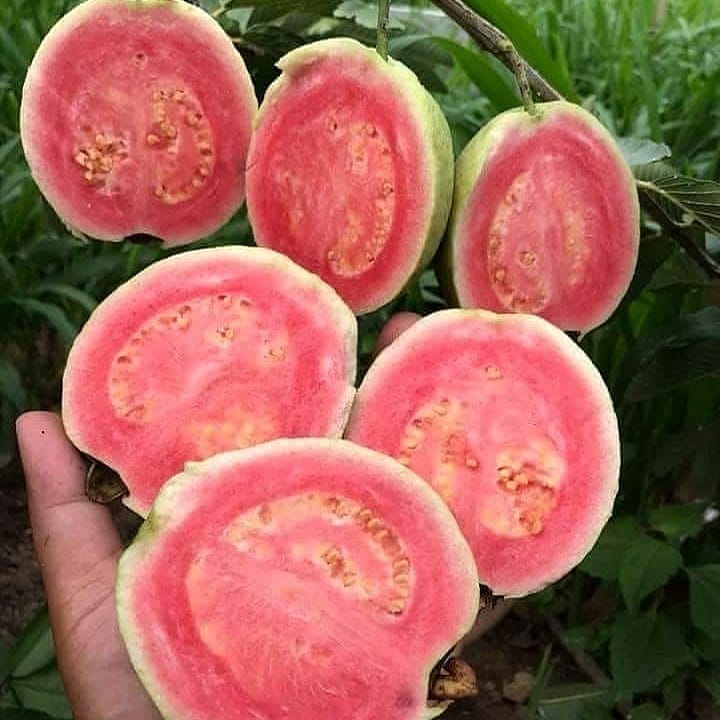 Guavas