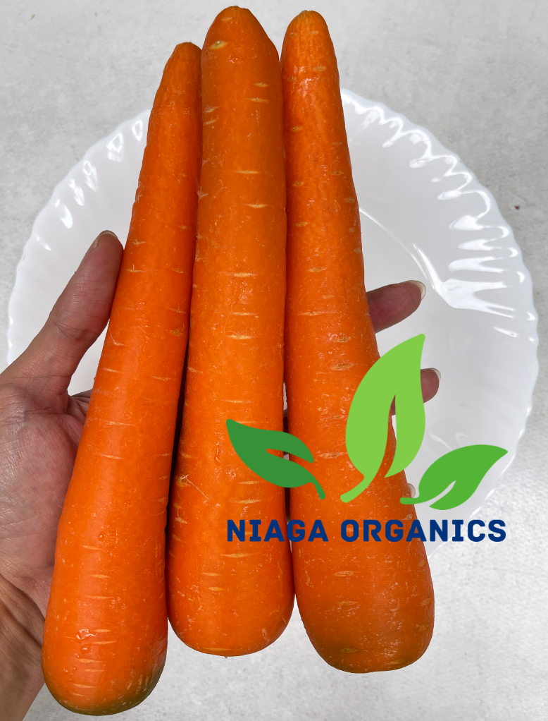 Fresh Carrot