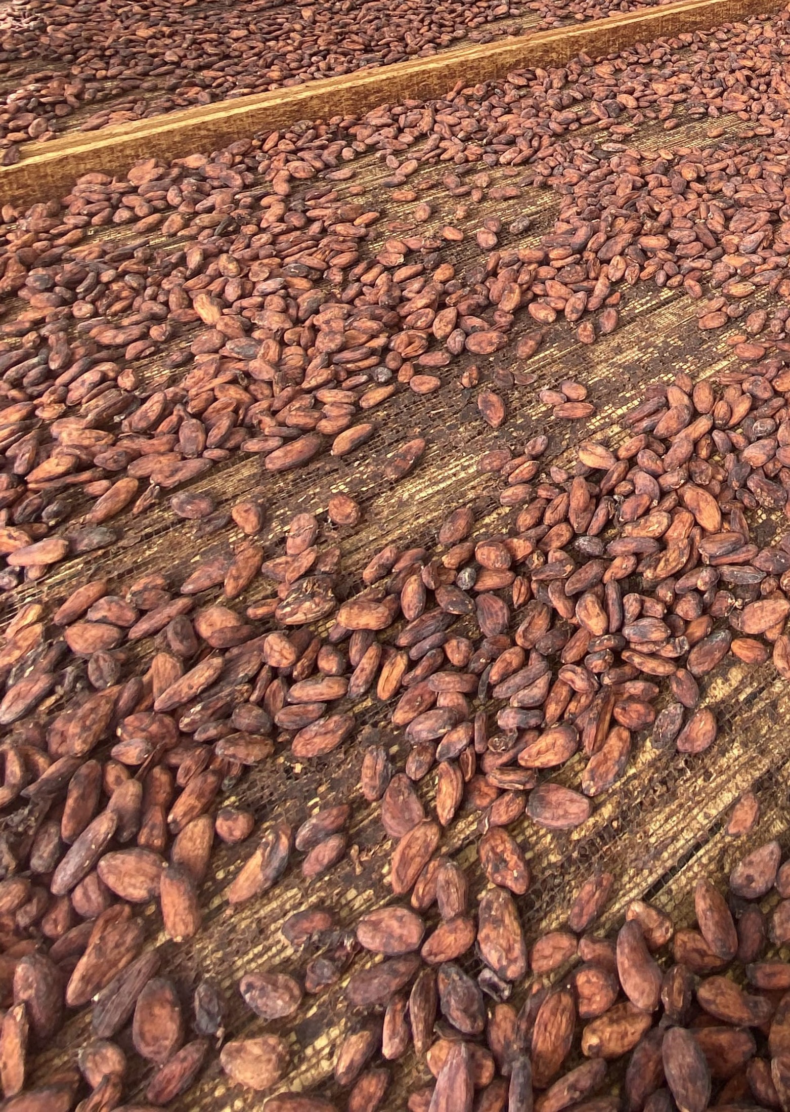 Cocoa Beans Inaexport Cocoa Beans Inaexport