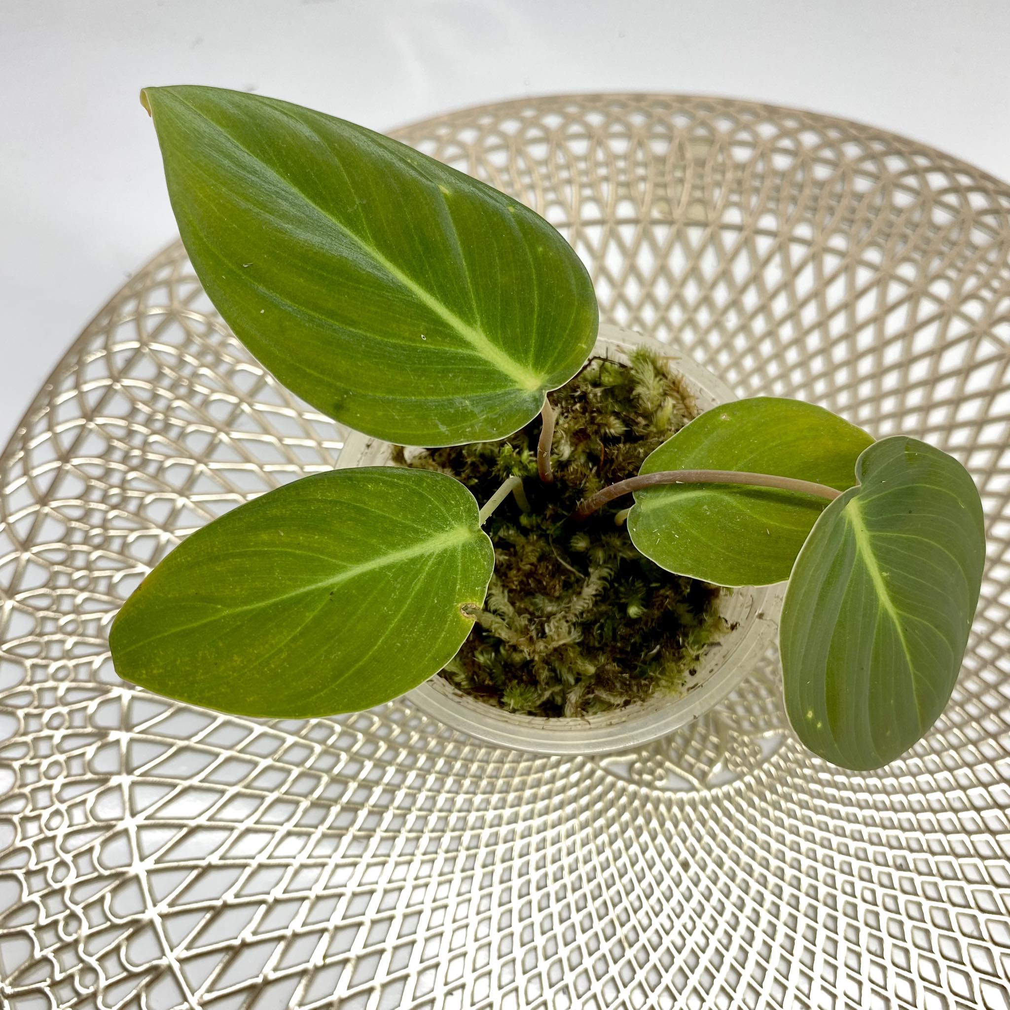 Homalomena sp Sumatra | Inaexport
