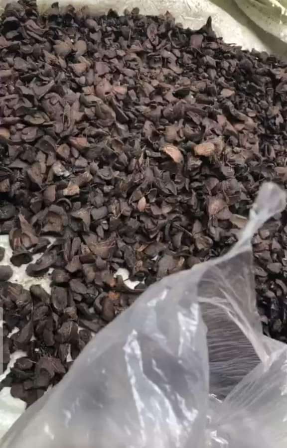 PALM KERNEL SHELL
