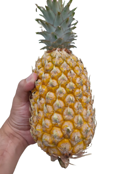 zo-th-1