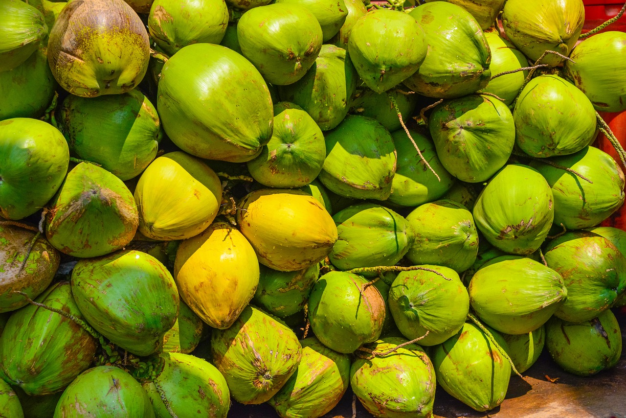 Fresh Young Coconut Inaexport fresh-young-coconut-inaexport