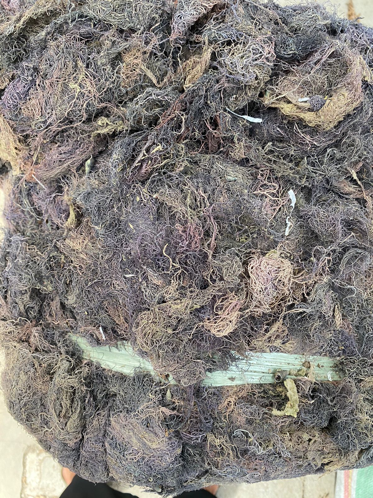 zo-th-1