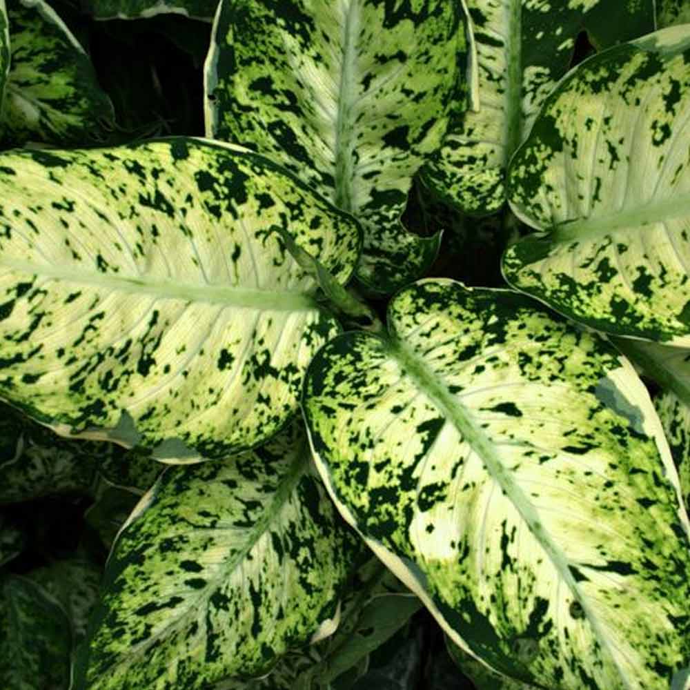 Dieffenbachia sp - Blanceng