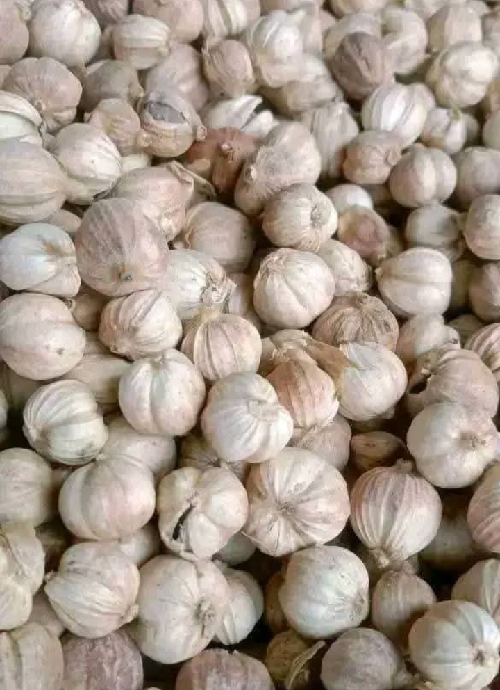 White cardamom
