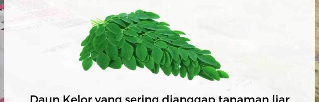 Moringa