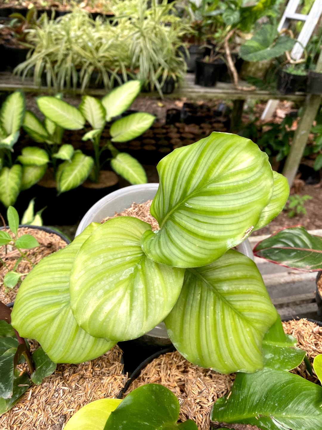 calathea wchst nicht Calathea Compactstar | 80cm