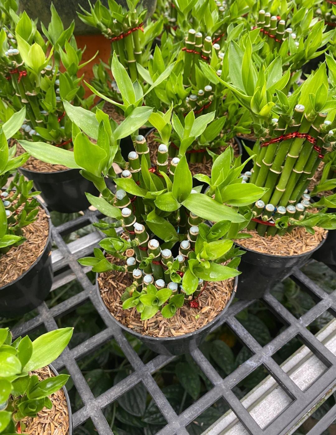 aroid philodendron Philodendron pseudauriculatum main image 1