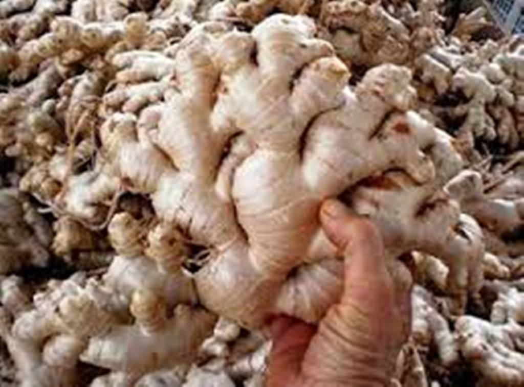 Jahe Gajah Inaexport