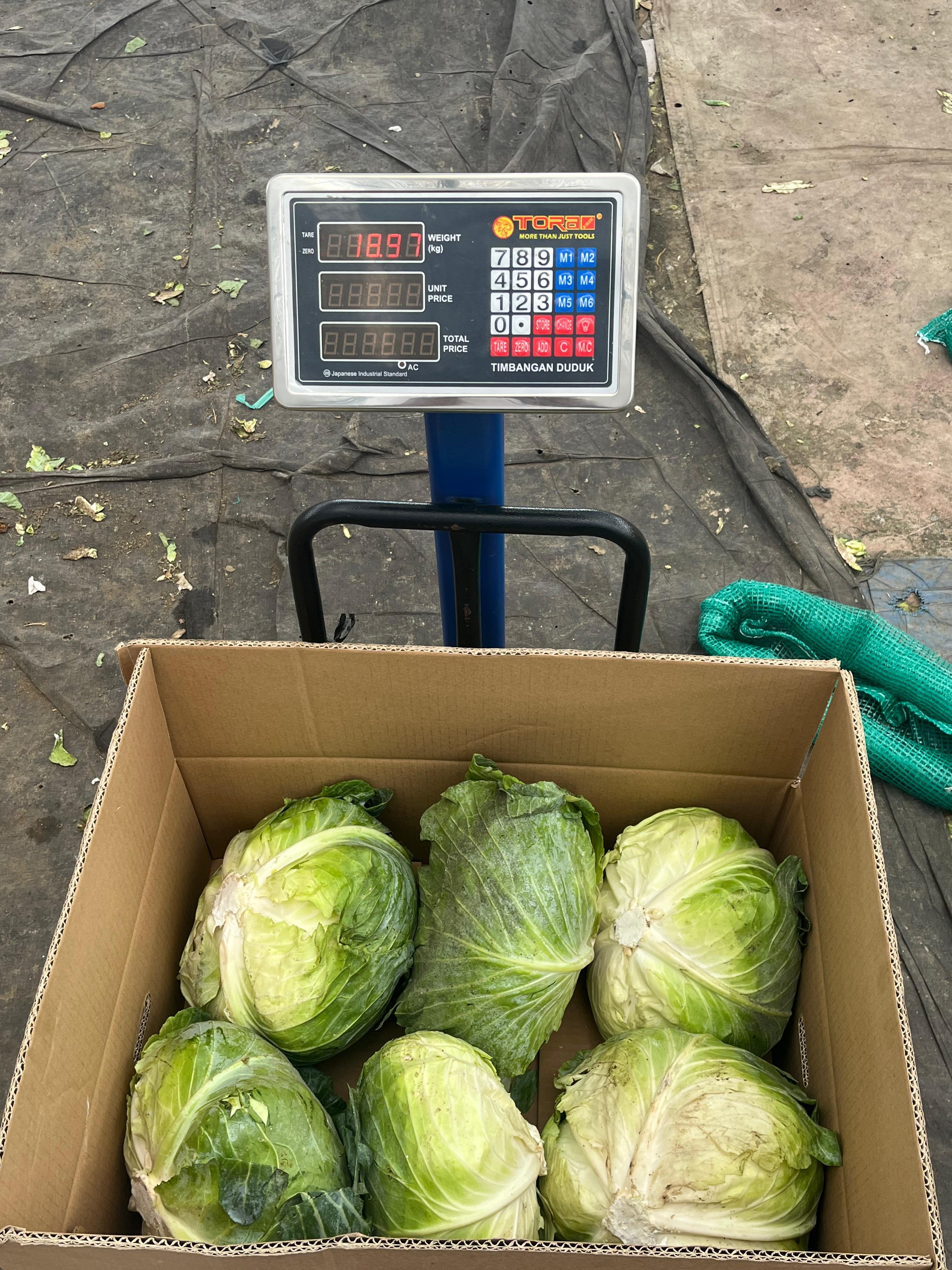 cabbage and lettuce (fresh frozen)