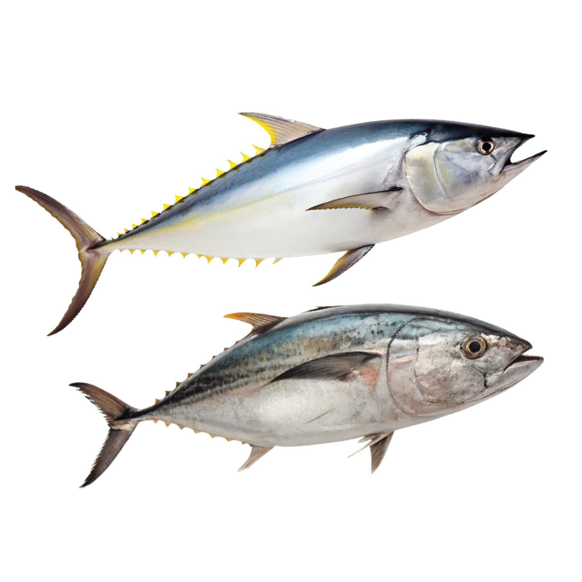 Tuna