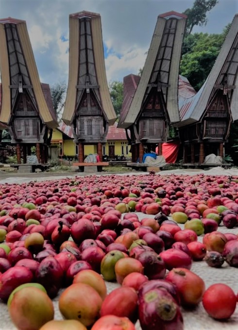 zo-th-1